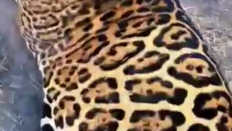 Jaguar BELLY