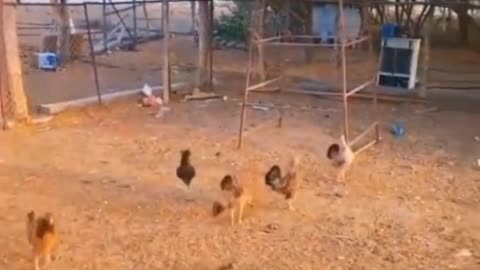 Animal vidoe funny 🤣🤣🤣#video like