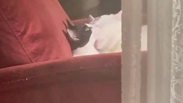 Thisisastoryaboutcatlove.