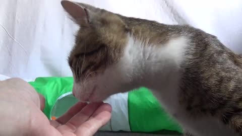 Cute Kitten Eats from My Hand