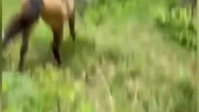 animals having fun 2