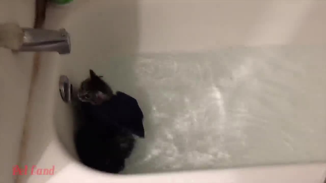 Funny animals video
