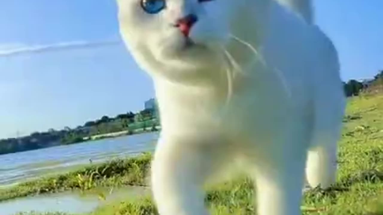 Cute Cat Royal Walking #shorts #viral #shortsvideo #video