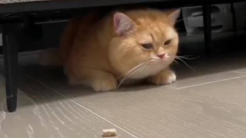 Use bear biscuits to guide the cat out of the hole