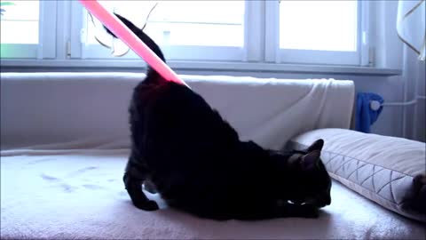 Cats React to Lightsaber