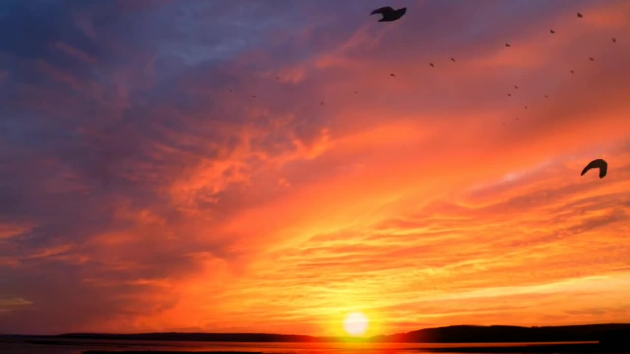 Beautiful Sunrise Video With Birds