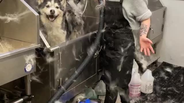 Shedding Husky Fills Room with Hair