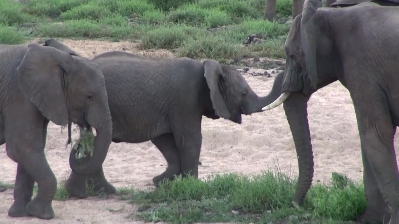 BABY ELEPHANT