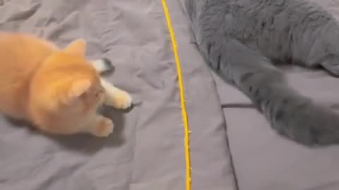 "MasterEffective Techniques for Training Your Cat"