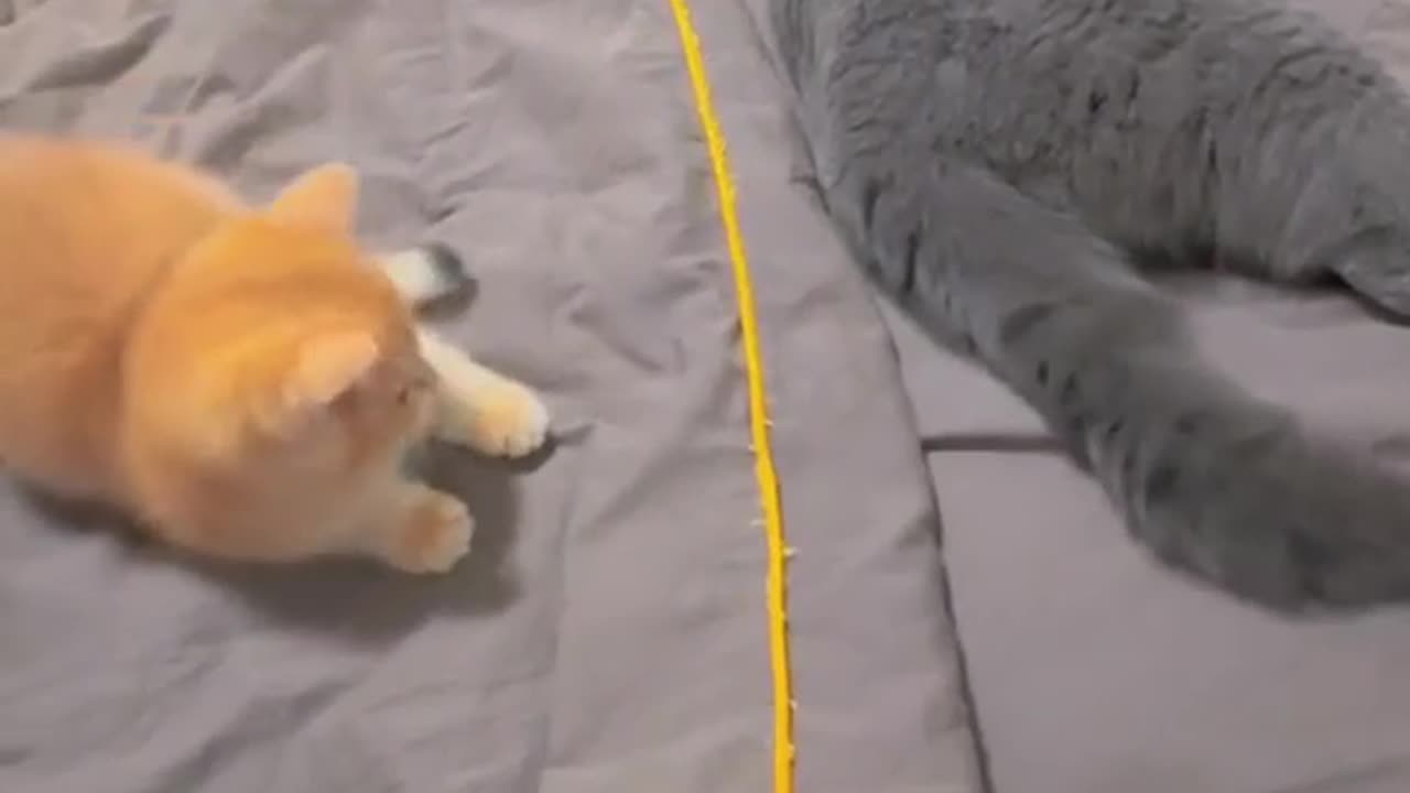 "MasterEffective Techniques for Training Your Cat"