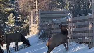 Young Elk Tries to Play With Magpie