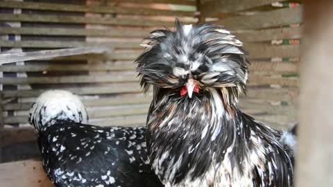 Beautiful Polish Chickens to Raise in Your Home