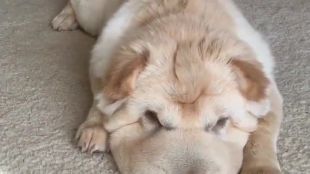 His mouth is so big.