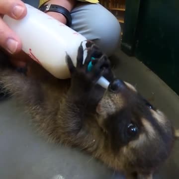 Feeding Cute Racoon