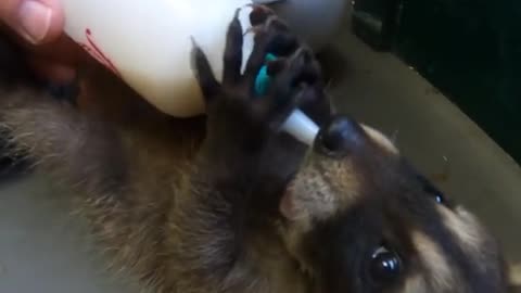 Feeding Cute Racoon