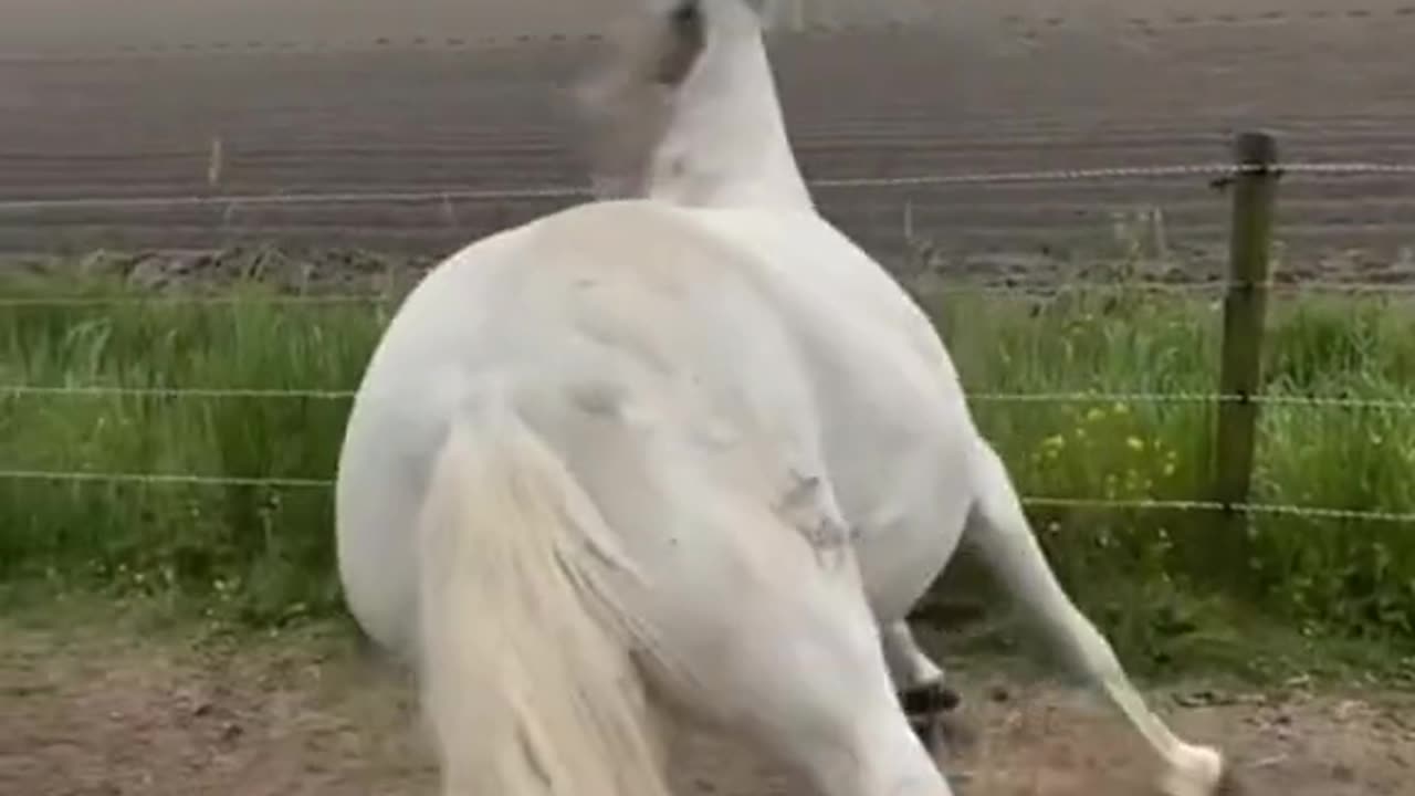 Horse fart 😜