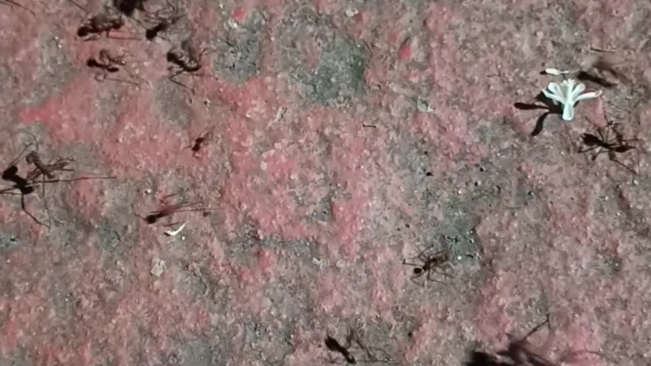 Formiga