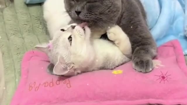 Cats with love and funny video | #tiktokvideo #tiktokviral #pubgmobile #freefire #funny #anime