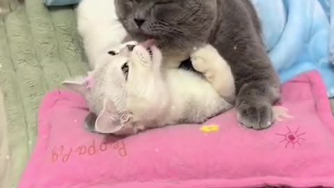 Cats with love and funny video | #tiktokvideo #tiktokviral #pubgmobile #freefire #funny #anime