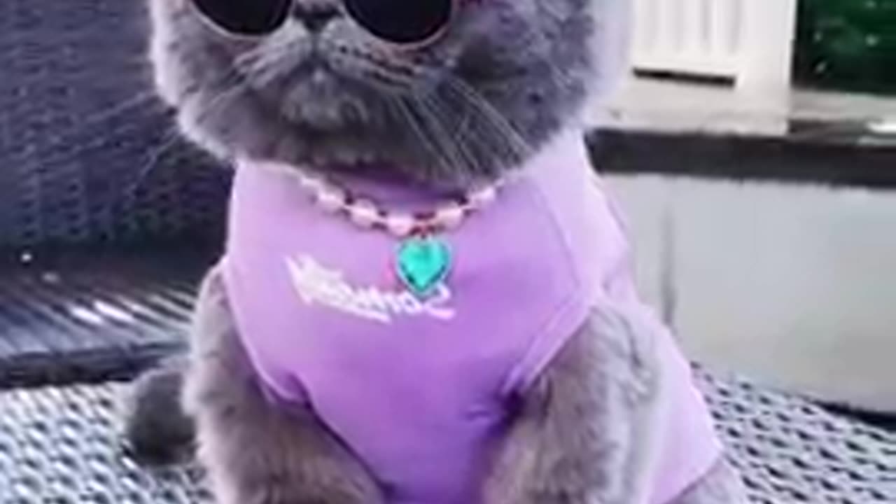 Cats Animal Funny Video