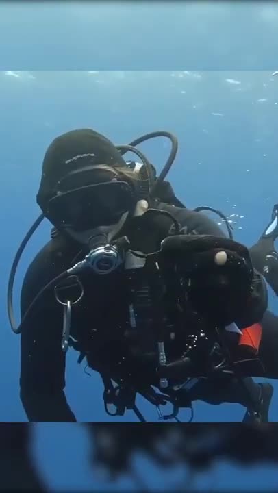 Rescue🦈👏 #shorts #rescue #animals #shark