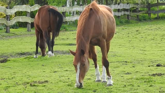 Horses relax the psyche