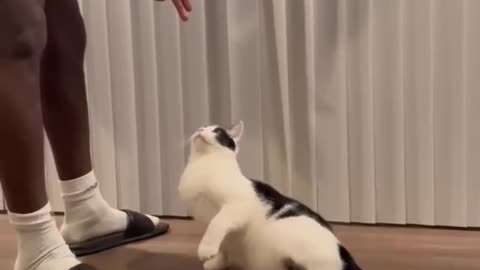 Smart cat knows all tricks