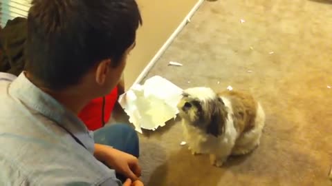 Dog apologizes to owner