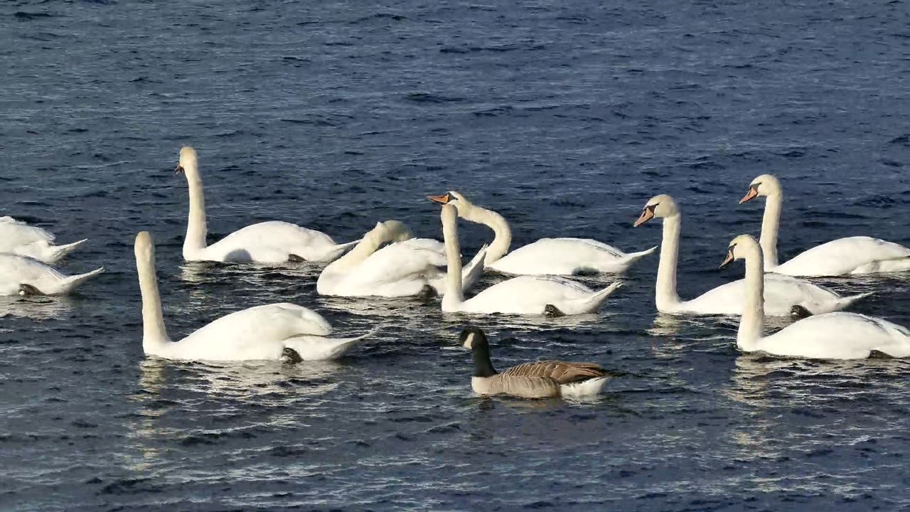 Swans