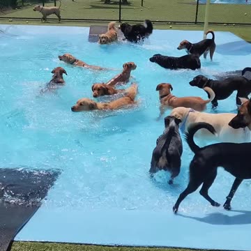 Pool Day for the Pups 🐕