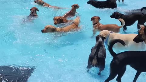 Pool Day for the Pups 🐕