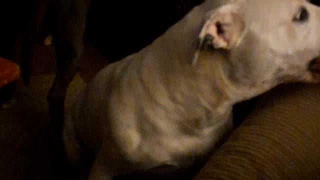 pitbull pinky eats