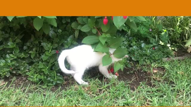 Cute cat playing and enjoying