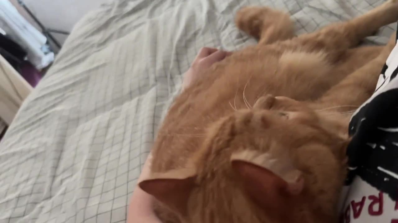 The kitten lying in her mother's arms is so warm