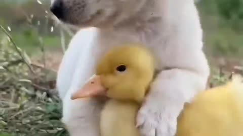 Cute dog and duck friendship