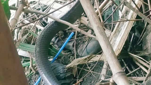 The Water snake was busy entering the house but at that moment #shorts #animals