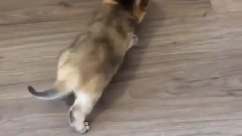 Crazy Cat Moments: Silly Cat Highlights