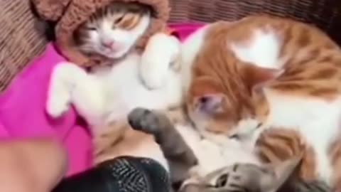 Funny Cats