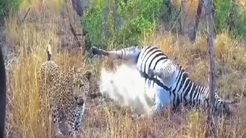 A zebra carcass can explode any time.