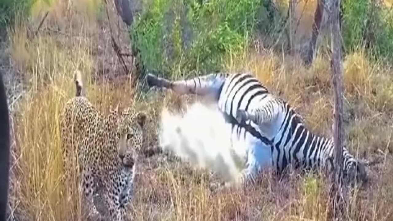 A zebra carcass can explode any time.