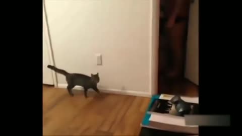 Funny Cat Video Part 4