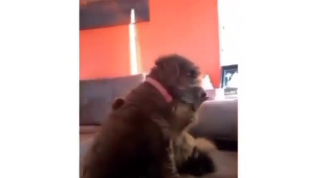 Dog pets the cat then gets the cute reaction of cat hugging him back!🥺