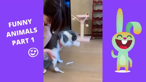 FUNNY ANIMALS (Cute Cat and Dog Reactions Captured)