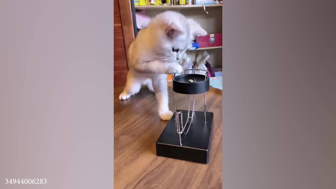 My cats made me Question there IQ funny cats video 2023
