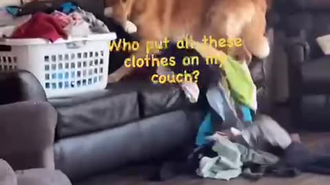 TRY NOT TO LAUGH 😆 Best Funny Videos Compilation 😂😁😆
