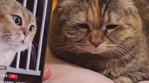 CAT TALKING TO EATH OTHER