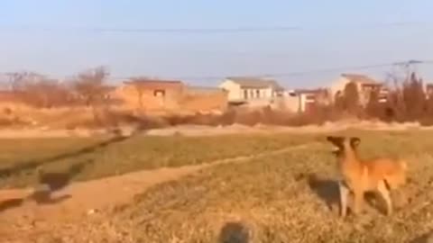 Funny animals