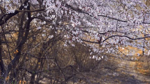 Spring is amazing the trees are still with flowers