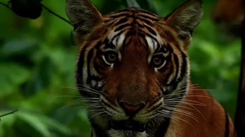 earthfocus #earthinfocus #earthofficial #discovery