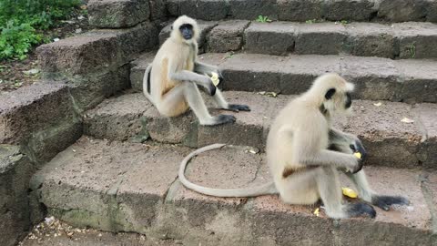 Monkeys are eating bananas and almonds from tourists